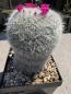 Preview: Mammillaria hahniana